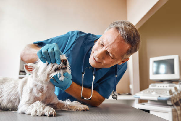 Best Emergency Root Canal Treatment in Rural Retreat, VA